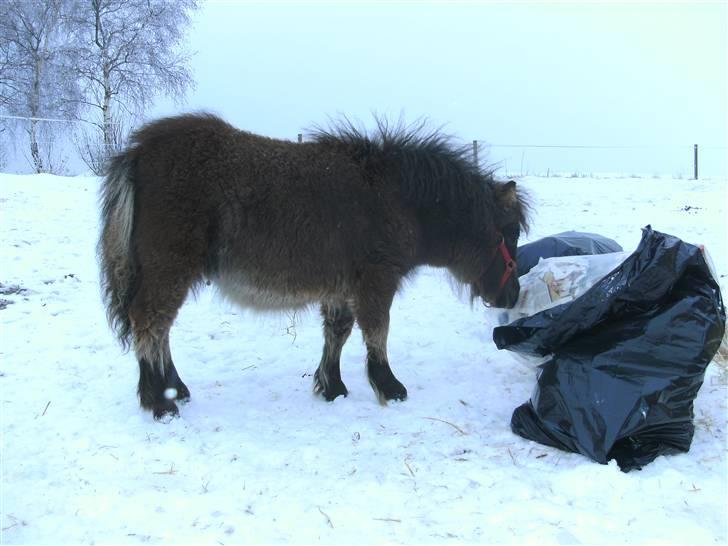 Miniature Ubberup's Erna - Lillepigen billede 11