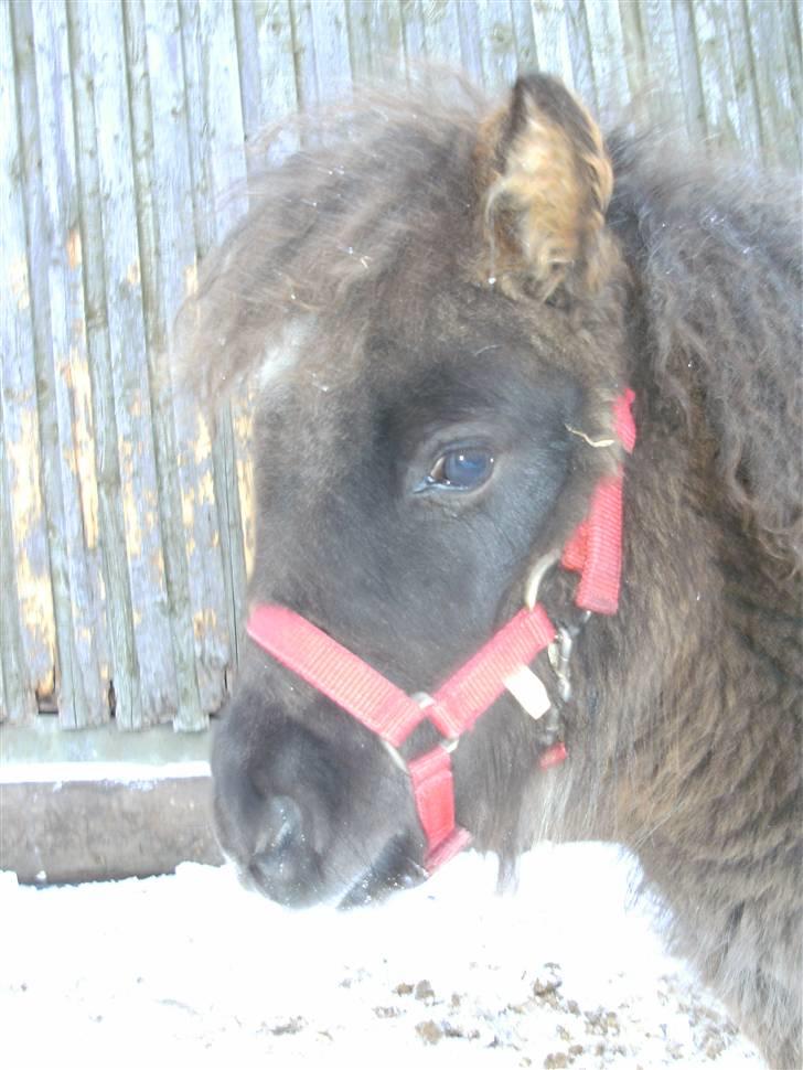 Miniature Ubberup's Erna - Lillepigen billede 12