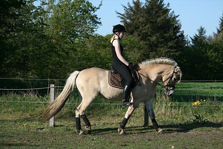 Fjordhest Hovgårdens Scarlett - foto: Cecillie Zavareh billede 8