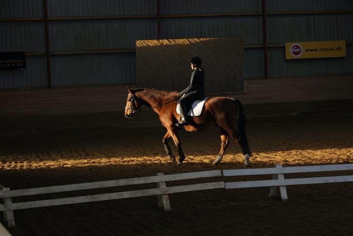 Anden særlig race Ramses R.I.P Altid elsket - Mig til stævne med Ramses billede 1