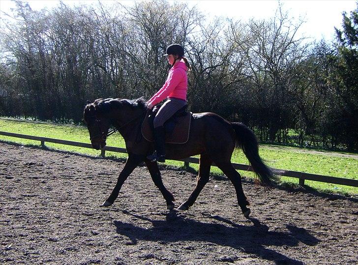 Anden særlig race Albert*KS-pony :'( -ILY!* - Rigtig god dag med ponzen :D Savner dig så meget :´)<3  Fotograf: Josefine billede 6