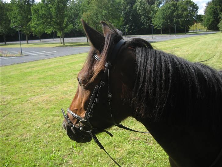 Anden særlig race Albert*KS-pony :'( -ILY!* - på tur sommer 09.. <3<3 Dejlige hygge tur med Pepsi, Albert, Melissa og Sabrina.. <3 :D    Fotograf: Sabrina billede 7