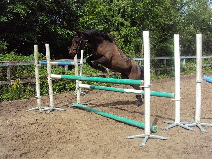Anden særlig race Albert*KS-pony :'( -ILY!* - 105cm Løsspringning med pony prinsen <3 Elsker dig<3  Fotograf: Emilie Mine<3 billede 10