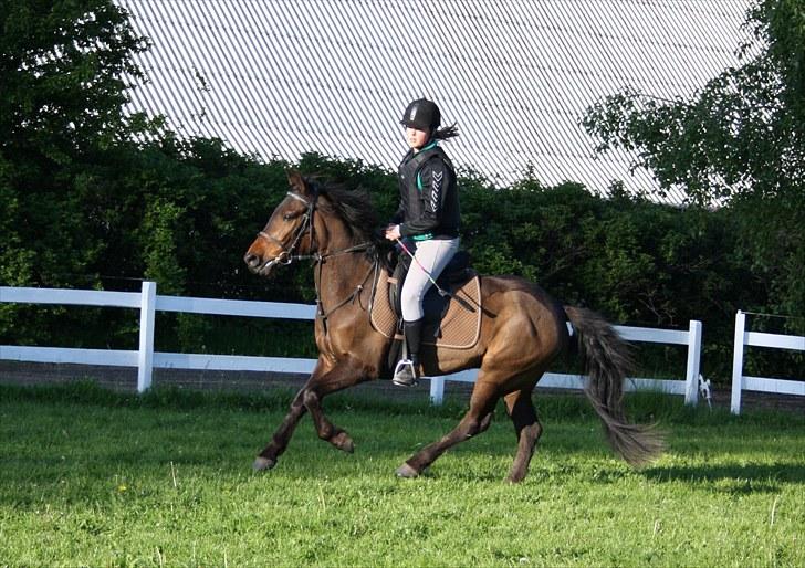 Anden særlig race Albert*KS-pony :'( -ILY!* - Første springtime på græsbane<3 FULD GALOP! Du så dejlig<3    Fotograf - Jos<3 billede 15