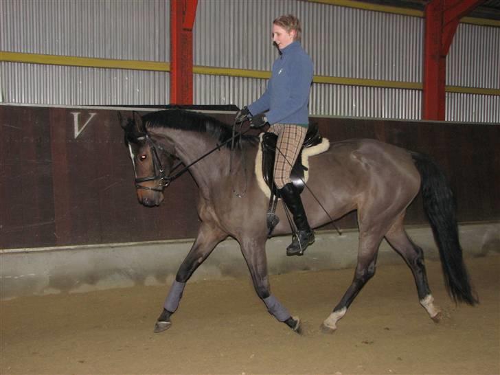 Dansk Varmblod Midnight's Madigan billede 1