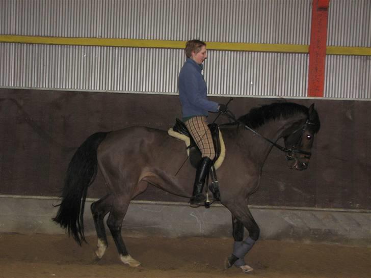 Dansk Varmblod Midnight's Madigan billede 2