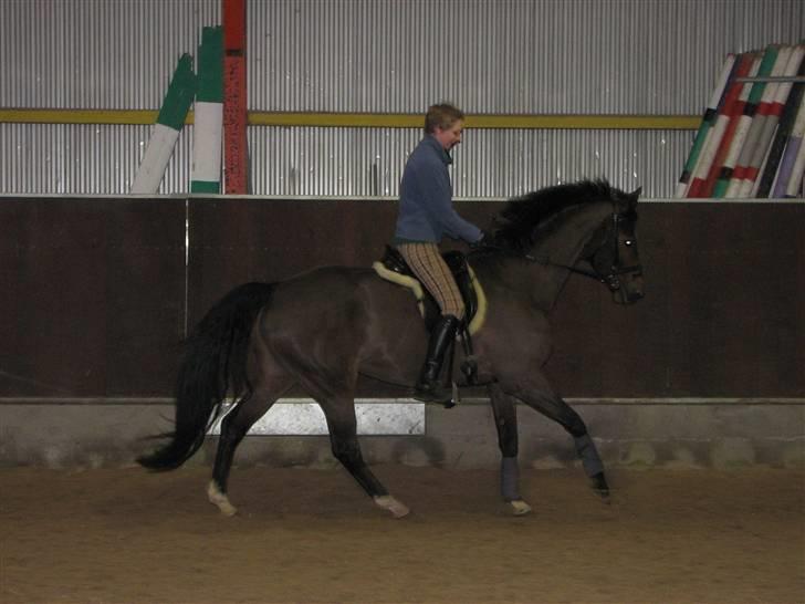 Dansk Varmblod Midnight's Madigan billede 3