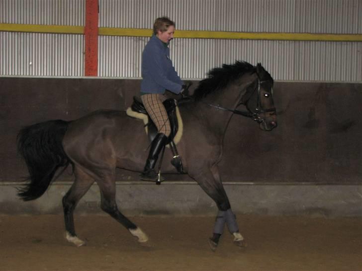 Dansk Varmblod Midnight's Madigan billede 4