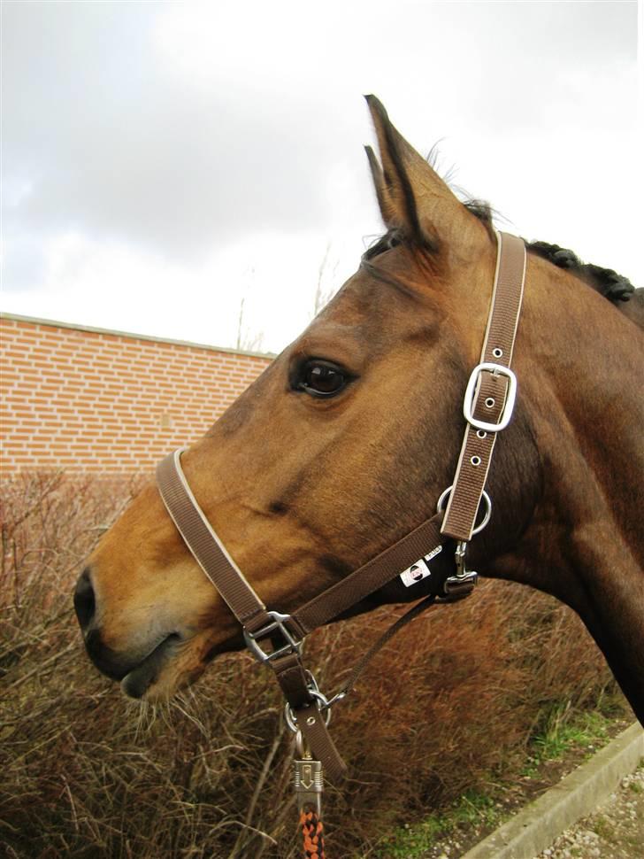 Dansk Varmblod Midnight's Madigan billede 5