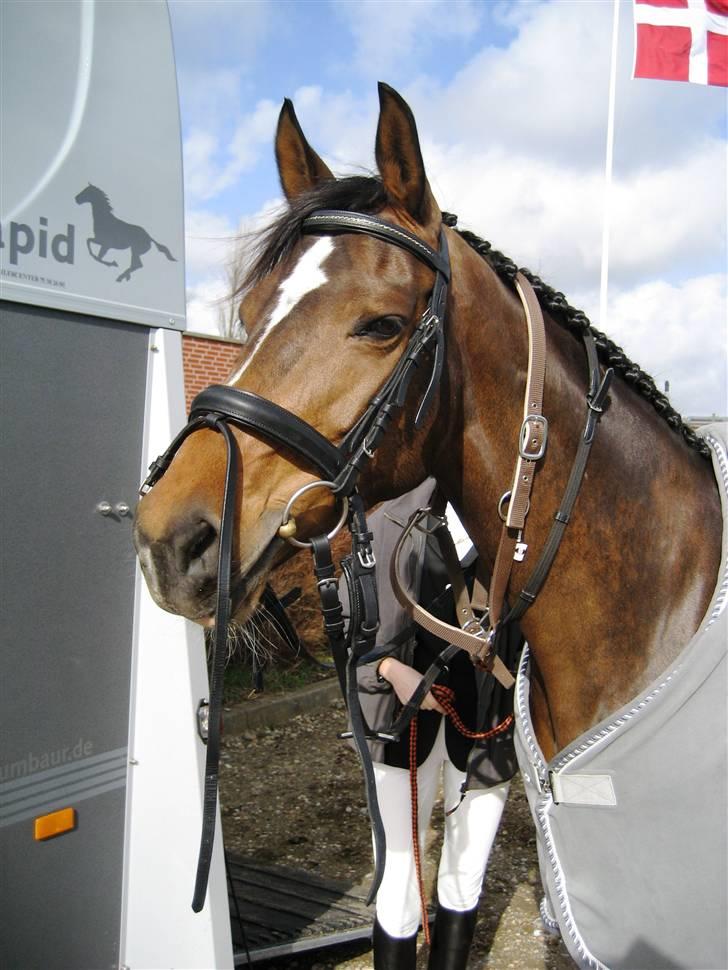 Dansk Varmblod Midnight's Madigan billede 6