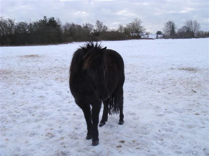 Shetlænder Møllegårdens Jedi - januar 2010 billede 18