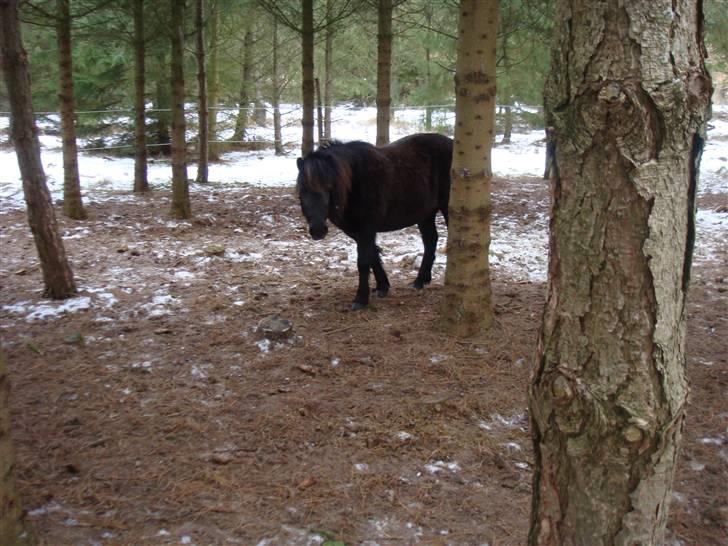 Shetlænder Møllegårdens Jedi - skovtrold billede 19