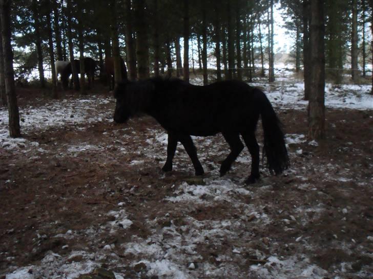 Shetlænder Møllegårdens Jedi - i skoven er der dejlig læ billede 20