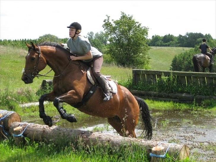 Dansk Varmblod Mølleåens Svetlana - Vandgraven i Langå billede 8