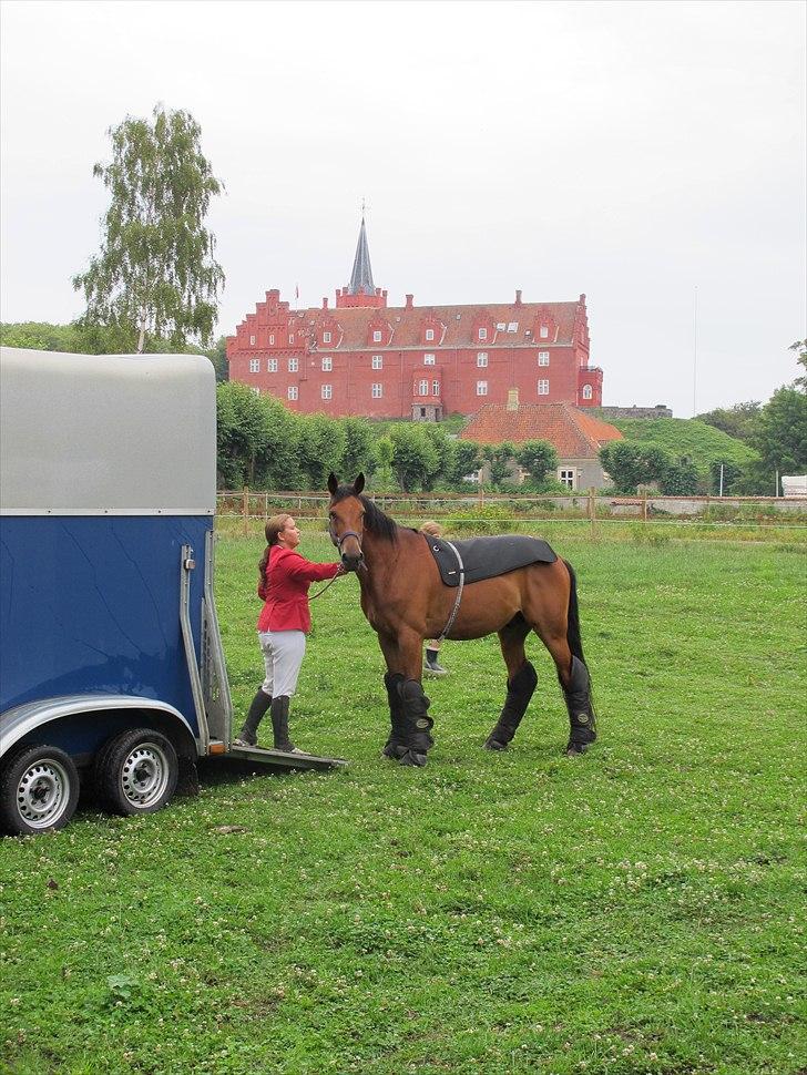 Traver Västerbo Partout - Netop ankommet til jagten på langeland billede 14