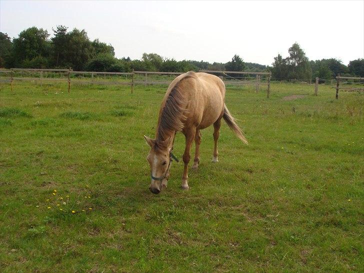 Anden særlig race Goldie - Nyder en sommerdag:-) billede 14