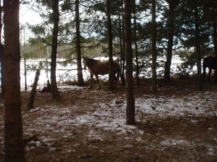 Anden særlig race Goldie - jan 2010 billede 15