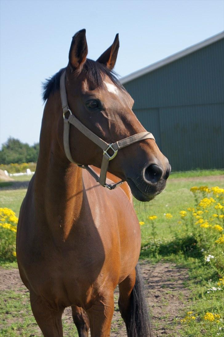 Dansk Varmblod Frederikke Alfarvad - Smukke Frederikke 16.07.10 billede 1