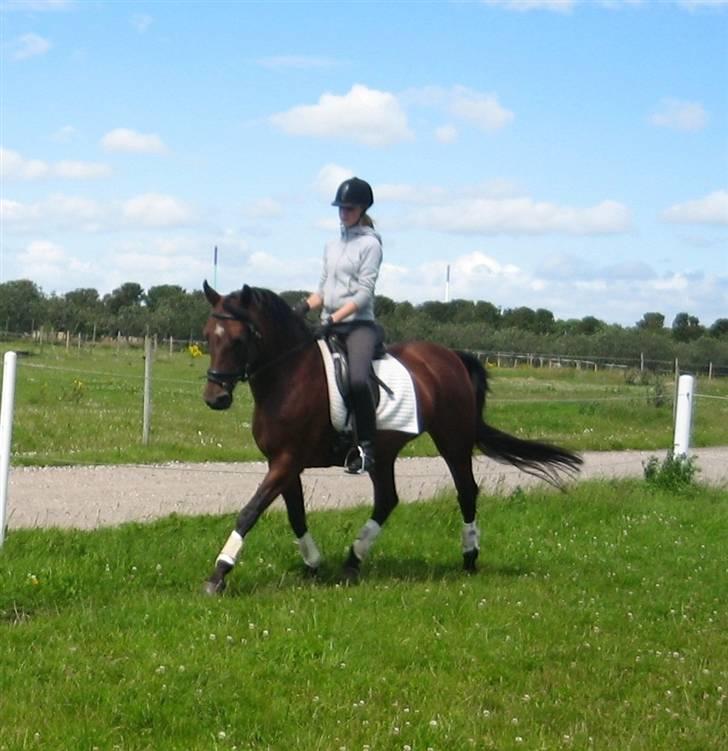 Dansk Varmblod Frederikke Alfarvad - 19.07.07 billede 2