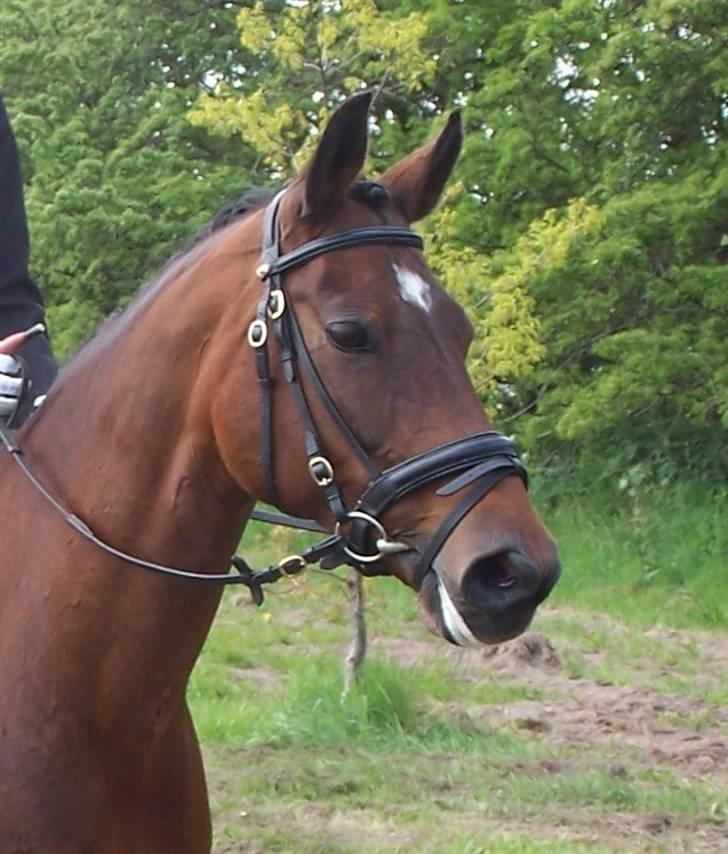 Dansk Varmblod Frederikke Alfarvad - 12.05.07 - Stævne i Uggerhalne billede 3