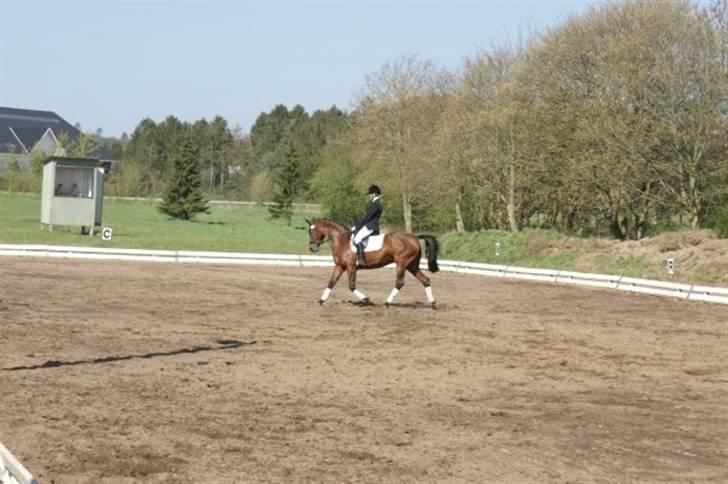 Dansk Varmblod Frederikke Alfarvad billede 4