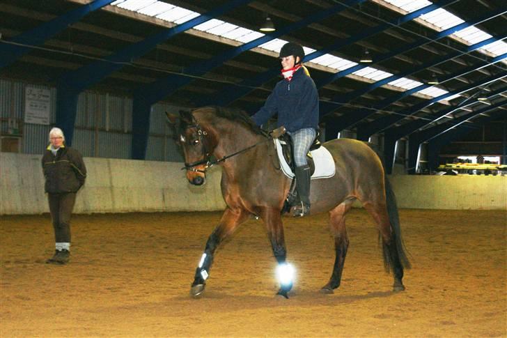 Dansk Varmblod Frederikke Alfarvad - Undervisning ved Susan billede 5