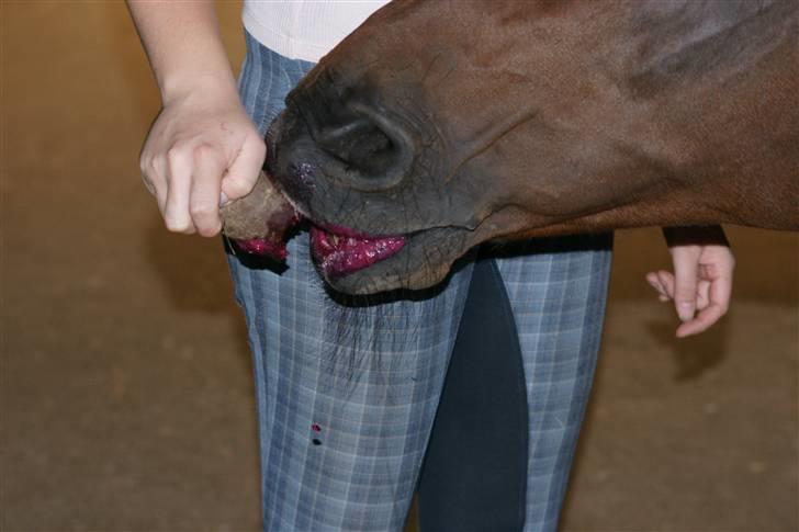 Dansk Varmblod Frederikke Alfarvad - Mmh, rødbede billede 6