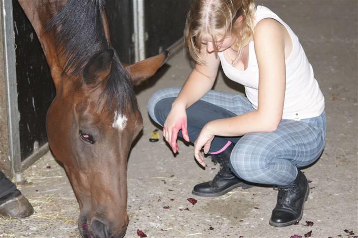 Dansk Varmblod Frederikke Alfarvad billede 7