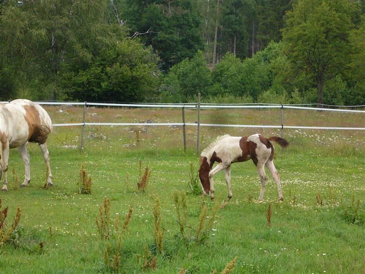 Amerikansk Paint Pony Mr Santos   billede 10