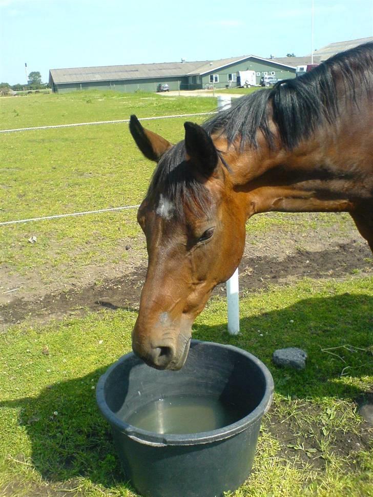 Dansk Varmblod Frederikke Alfarvad - 11.06.07 billede 8