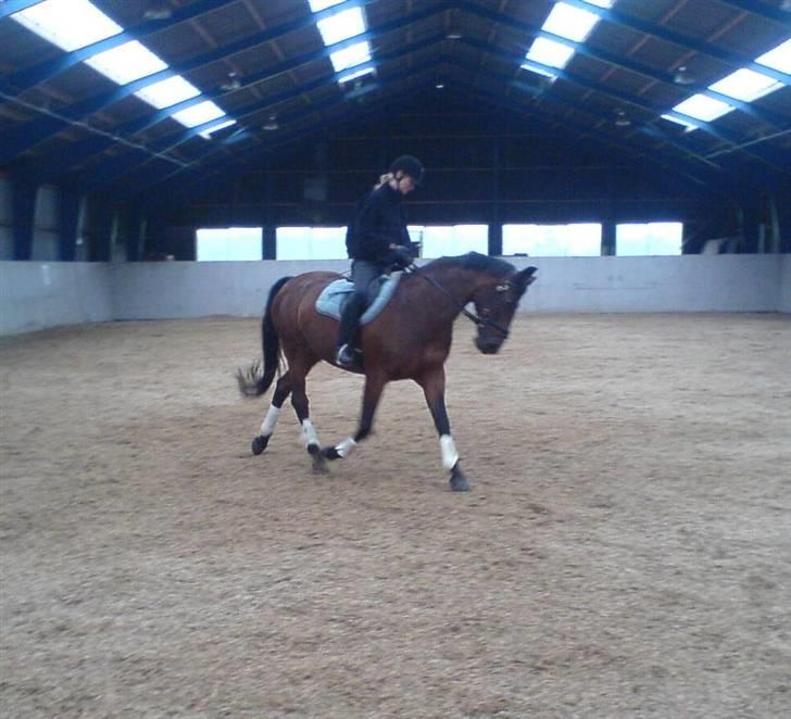 Dansk Varmblod Frederikke Alfarvad - 28.05.07 billede 9