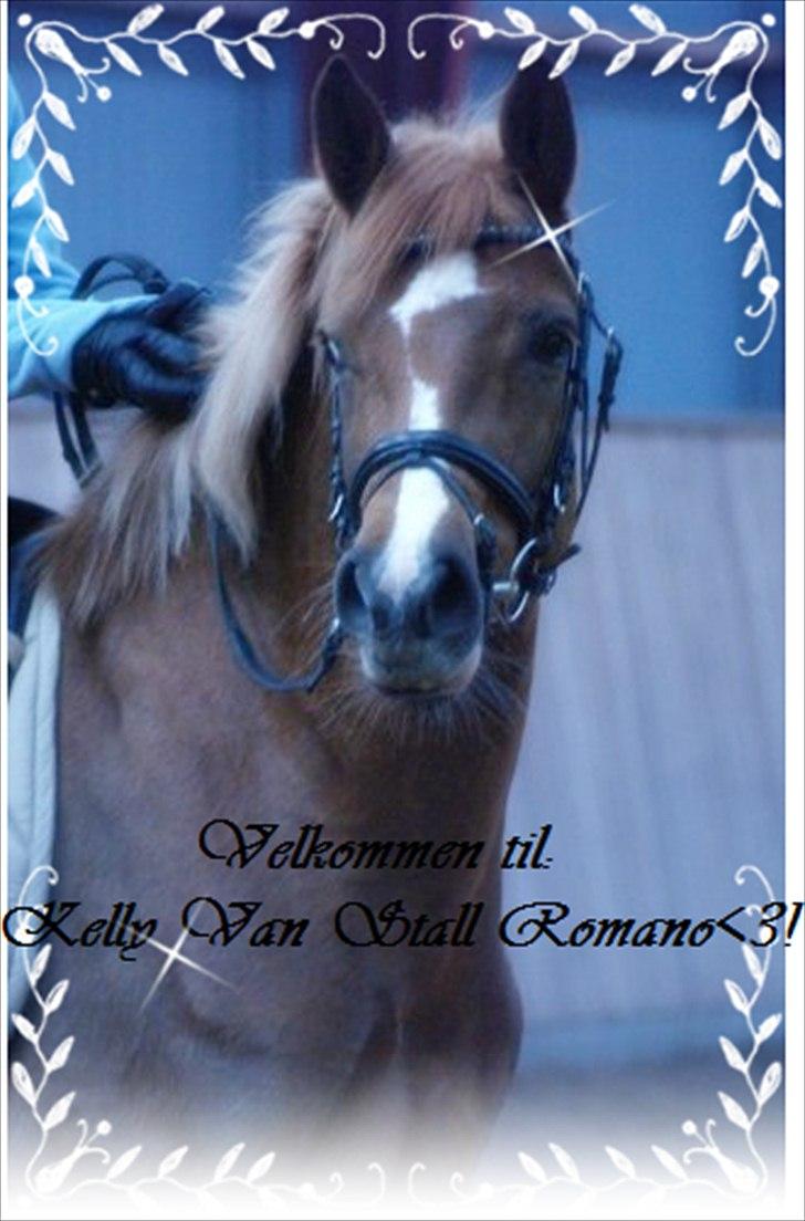 Hollandsk Sportspony Kelly Van Stall Romano *SOLGT* - 1# foto modelen Kelly<33 billede 4