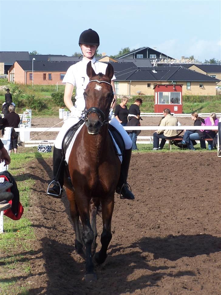 Dansk Varmblod Frederikke Alfarvad - Nibe cup 6-7 september 2008 billede 10