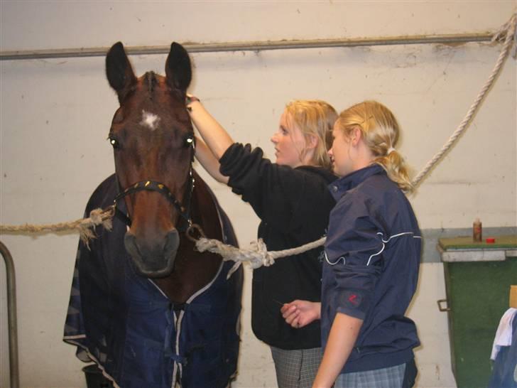 Dansk Varmblod Frederikke Alfarvad - Der flettes  billede 11