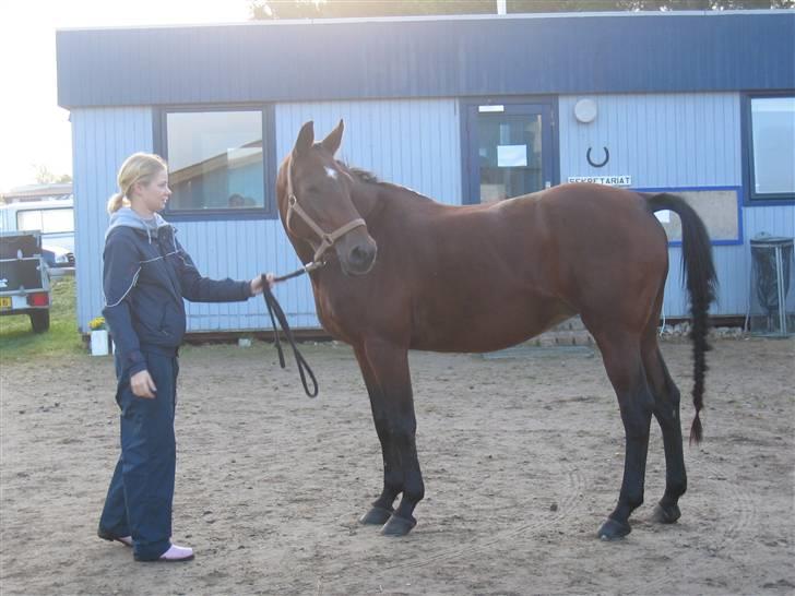 Dansk Varmblod Frederikke Alfarvad - Nibe cup 6-7 september 2008 billede 12