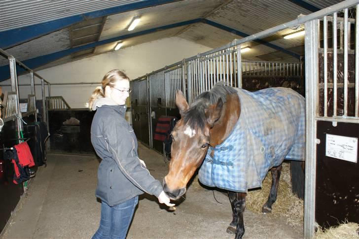 Dansk Varmblod Frederikke Alfarvad - Frederikkes fødselsdag, 15. januar 2010, 22 år gammel :) billede 14