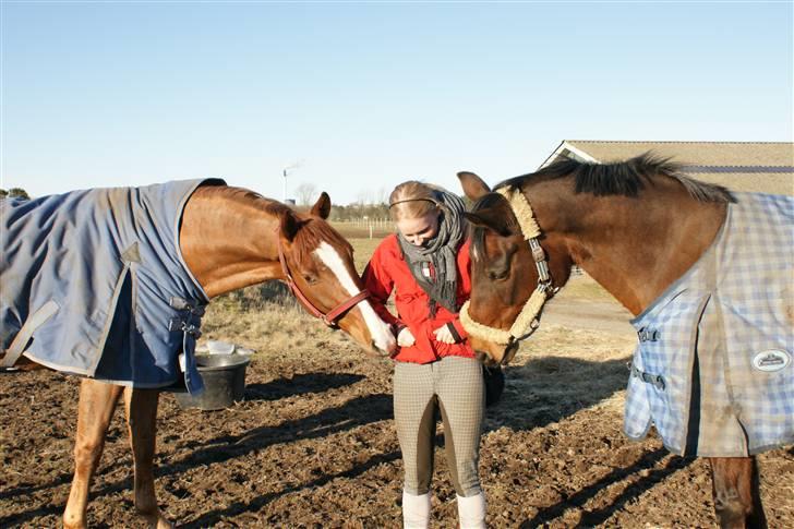 Dansk Varmblod Frederikke Alfarvad - Frederikke og Claudius tigger mad fra Maria  billede 15