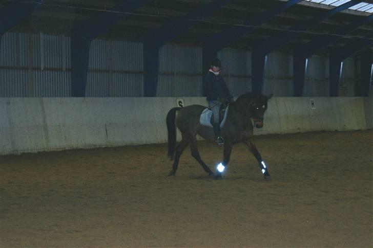 Dansk Varmblod Frederikke Alfarvad - Undervisning ved Susan billede 16