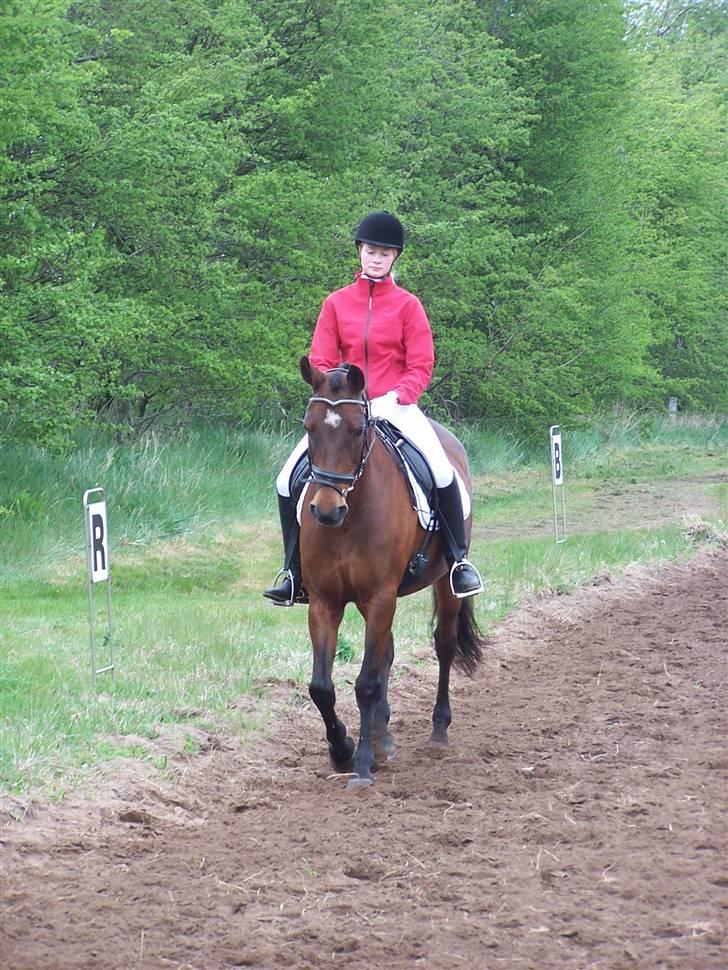 Dansk Varmblod Frederikke Alfarvad - Stævne Uggerhalne 3-4 maj 2008 billede 17