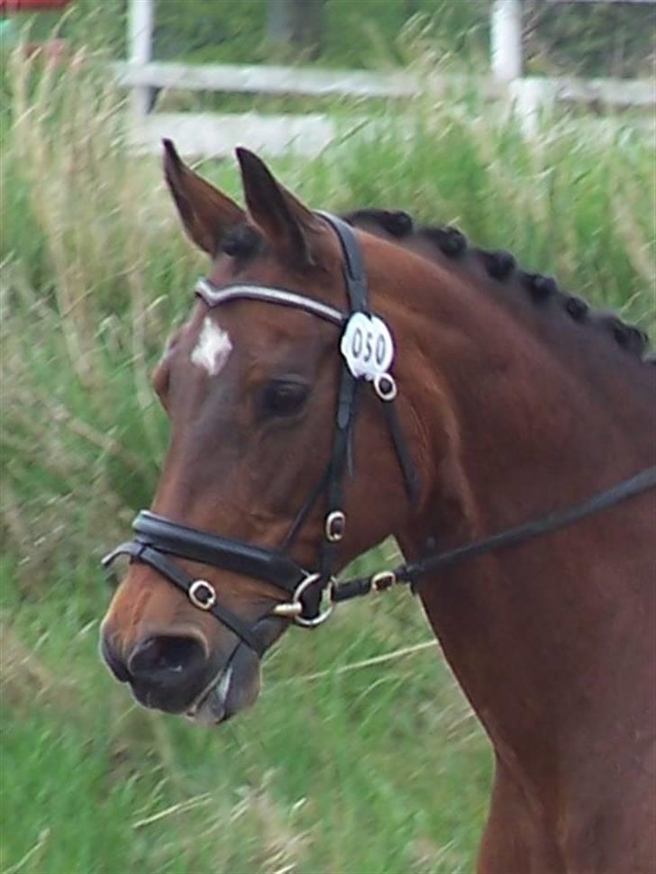 Dansk Varmblod Frederikke Alfarvad - Stævne Uggerhalne 3-4 maj 2008 billede 19