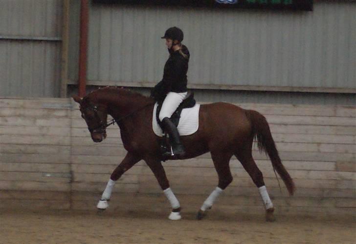 Dansk Varmblod Starlight´s Player  >Himmelhest< - 29-01-2010 billede 7