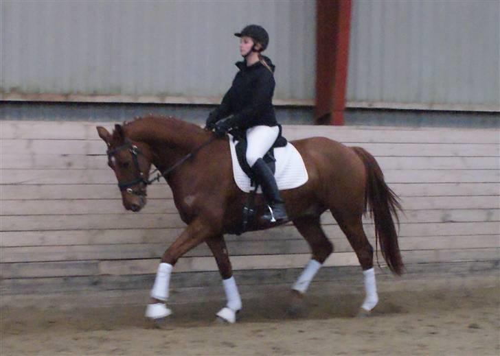 Dansk Varmblod Starlight´s Player  >Himmelhest< - 29-01-2010 billede 9