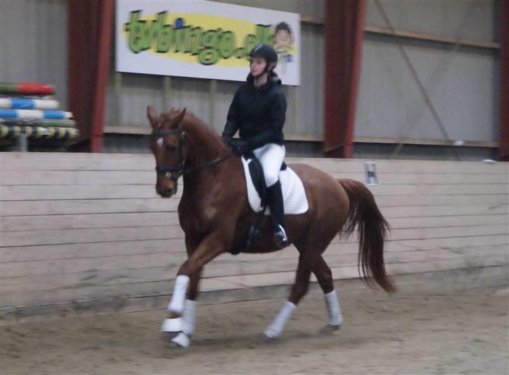 Dansk Varmblod Starlight´s Player  >Himmelhest< - 29-01-2010 billede 12