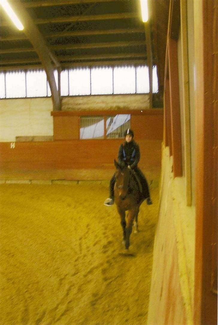 Anden særlig race Ramses R.I.P Altid elsket - Dårligt billede billede 3