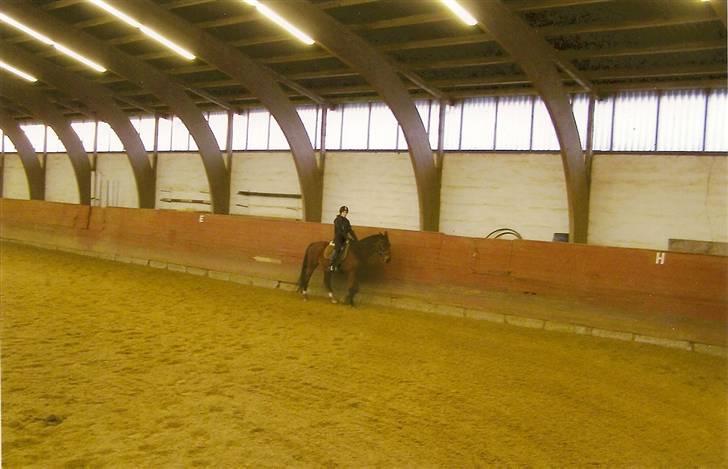 Anden særlig race Ramses R.I.P Altid elsket - Jeg er langt væk billede 4