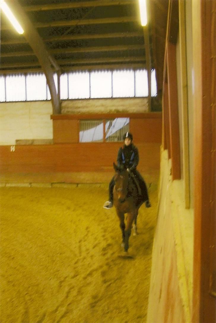 Anden særlig race Ramses R.I.P Altid elsket - Ramses var sød den dag billede 5