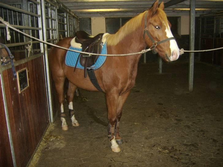 DSP Sejerøs Baron (Solgt) billede 2