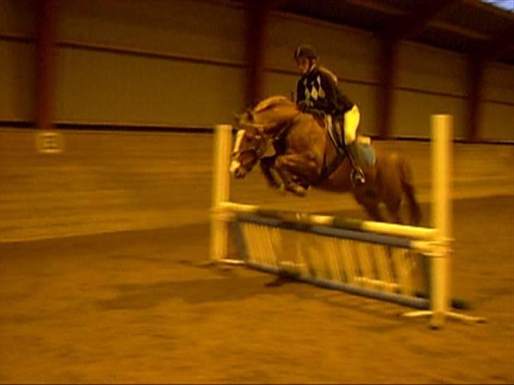 DSP Sejerøs Baron (Solgt) billede 3