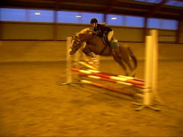 DSP Sejerøs Baron (Solgt) billede 1