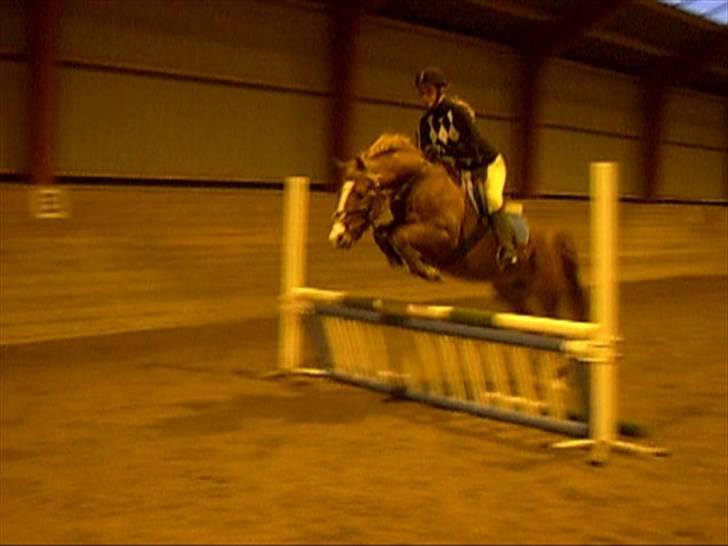 DSP Sejerøs Baron (Solgt) billede 4